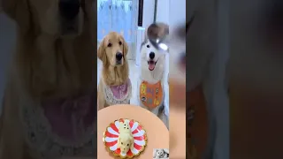 Dog Reaction to Cutting Cake - Funny Dog Cake Reaction Compilation No1 #shorts