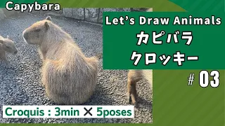 【動物編：カピバラ No.3 】動物クロッキー  / 3min×5poses / カピバラ〔Parrot models for drawing〕