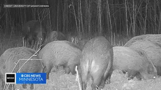 Feral pigs migrating from Canada into Minnesota