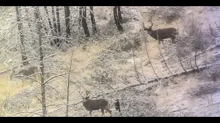 SO MANY BUCKS Washington late rifle mule deer hunt part 1