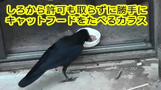 キャットフードを食べるカラス