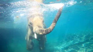 Asian Elephant Samudra Makes A Sunny Splash
