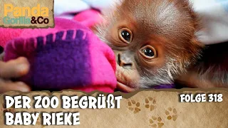 Ein ganzer Zoo verliebt in einen Baby Orang-Utan | Panda, Gorilla & Co.