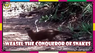 Weasel the conqueror of snakes/Animal Planet/bbc/bbc earth/Wildlife/Nat Geo Wild/Nature Wild/safari