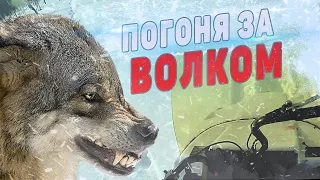 Охота на волка в Якутии. На защите стад оленей.