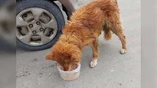 The deaf dog was crying while eating, he was scared and begged me to take him away