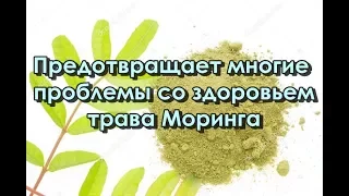 Предотвращает многие проблемы со здоровьем Трава Моринга