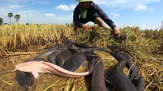 amazing fishing unique! a fisherman a lot of fish at field catch by hand today, best fishing skill