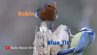 Robin VS Blue Tit