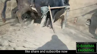 Very hot video Buffalo and Buffalo BuLL meeting