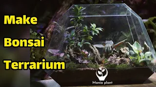 Make a BIG bonsai terrarium