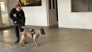 Cane Corso puppy Billy 16 weeks