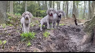 Die Weimaraner Welpen - Woche 8 im Wald mit Papa Wilson