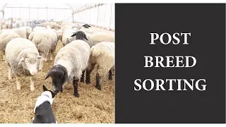 Post Breeding Sort (SEPARATING RAMS & EWES):  Vlog 75
