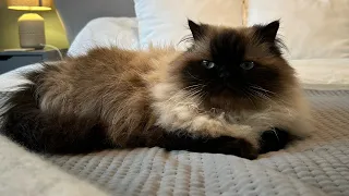 Grumpy face Himalayan cat cosy on the bed.