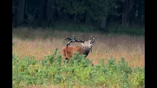 Edelherten die burlen en jagen op de hindes in de bronsttijd op 6-10-2023 in Weerterbos