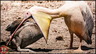 Top 10 Most Cruel Bird Attacks Captured on Camera