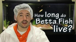 How long do betta fish live? - Pisces Pros Quick Tips