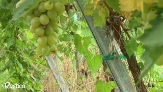 Comment cultiver la vigne sous serre