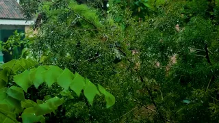 "Calm Thunderstorm Sounds: Gentle Rain and Distant Thunder for Deep Sleep and Relaxation"