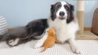 When Rescued Tiny Kitten Picks My Dog As His Mom | Day 8 to 9