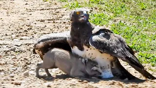 Eagle Catches & Fights Baby Warthog in Road