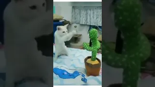 Кунг-фу кот😂🥰