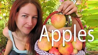 Apples: Collecting wild apples and why wild apples all taste different