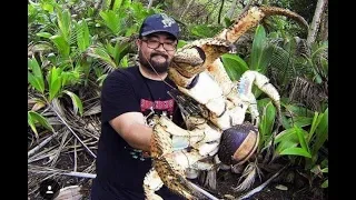 Cangrejo De Coco ~Comida Callejera En JAPÓN