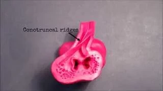 Heart Embryology Animation