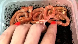 CORN SNAKE HATCHING