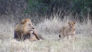 Lions cubs playing with father, mother and half sister! 5 lions together! LEO Africa