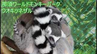 那須ワールドモンキーパーク　ワオキツネザル