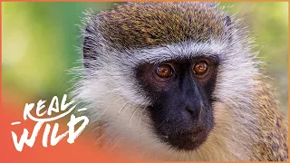 Gang of Monkeys Terrorize Neighborhood | Street Monkeys | Real Wild