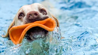 Adorable Underwater Dogs In Slow Motion | BBC Earth