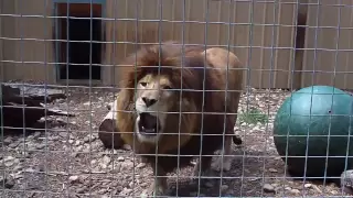 Lion Roar