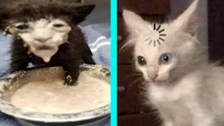 BEST DANK CAT MEMES COMPILATION OF 2020 PART 10 (from TikTok)