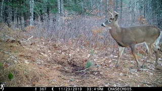 Edge of Swamp Deer Scrape activity November 23, 2019 - December 01, 2019