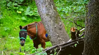 Hikers Found This Horse Alone in the Woods. Then They Looked At His Face and Realized…