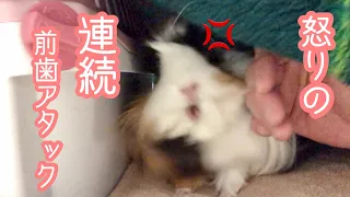 モルモット 【怒ったぷいぷい】Angry guineapig