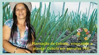 Plantação de Cebola,, ensinando a plantar Cebola em garrafas Peti .