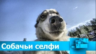 Собачьи селфи. Dog selfies.