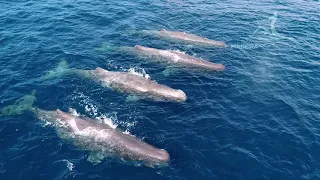 Sperm Whales @ Madeira Sea Emotions