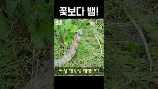 꽃뱀은 진짜 독한 놈입니다.