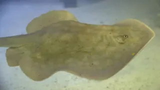 Stingray, possibly impregnated by shark, about to give birth at NC aquarium