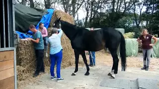 Paarden Wegen