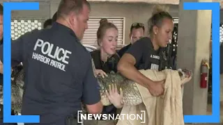 Person killed in alligator attack near Myrtle Beach, police say | Morning in America