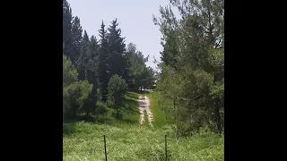 Forest MirFPV Freestyle  Полет в лесу