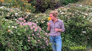 Rodondendrons - Hanne's Wandelwereld