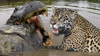 JAGUAR VS CROC Fight To Death | Love Nature